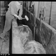 Image for article titled Utterly Disturbing, Century-Old Photos of Meat-Packing Facilities
